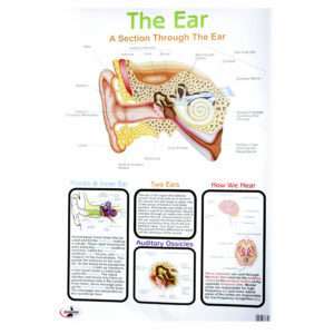 Educational Wall Chart The Ear ? Dry & Wipe A1 Size (Laminated)