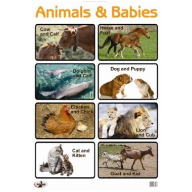 Educational Wall Chart Animal & Babies ? Dry & Wipe A1 Size (Laminated)