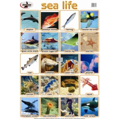 Educational Wall Chart Sea Life ? Dry & Wipe A1 Size (Laminated)
