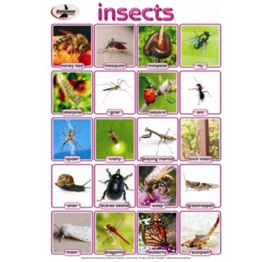 Educational Wall Chart Insects ? Dry & A1 Size (Laminated)