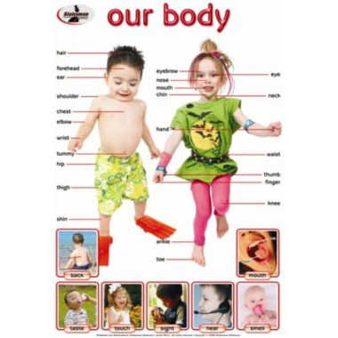 Educational Wall Chart Our Body ? Dry & Wipe A1 Size (Laminated)