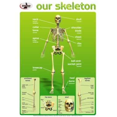 Educational Wall Chart Skeleton - Dry & Wipe A1 Size (Laminated)