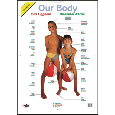Educational Tri-Lang Wall Chart Our Body (English, Afrikaans and Zulu) - Dry & Wipe A1 Size (Laminated)