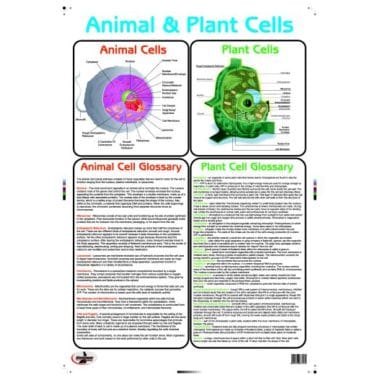 Educational Wall Chart Animal & Plant Cells - Dry & Wipe A1 Size (Laminated)