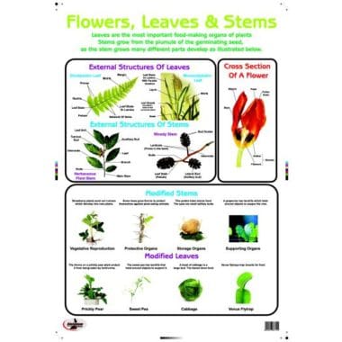 Educational Wall Chart Matter - Dry & Wipe A1 Size (Laminated)