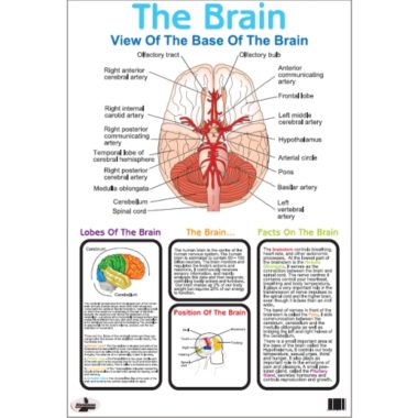 Educational Wall Chart The Brain - Dry & Wipe A1 Size (Laminated)