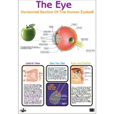 Educational Wall Chart The Eye - Dry & Wipe A1 Size (Laminated)