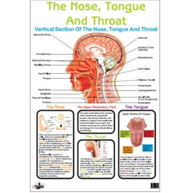 Educational Wall Chart Nose, Tongue, Throat - Dry & Wipe A1 Size (Laminated)