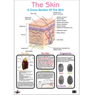Educational Wall Chart My Skin - Dry & Wipe A1 Size (Laminated)