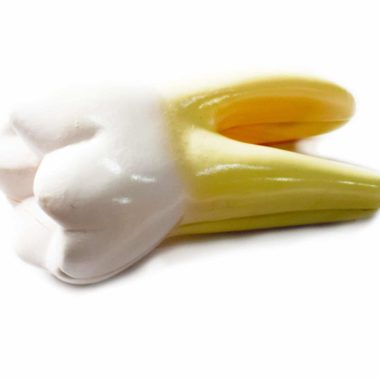 Tooth Large 403 Model 3