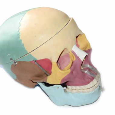 Skull Model Life Size