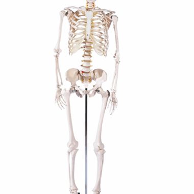 Life-size: Human Skeleton Model - Mounted on a Rolling Stand (180cm)