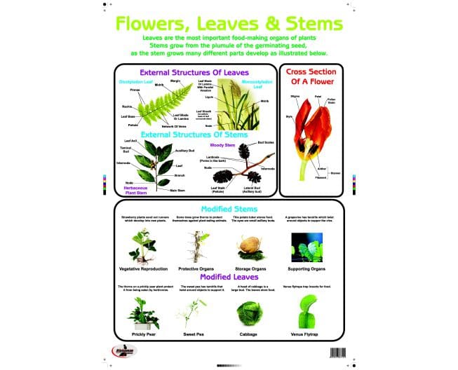 Educational Wall Chart Flowers & Leaves - Dry & Wipe A1 Size (Laminated)